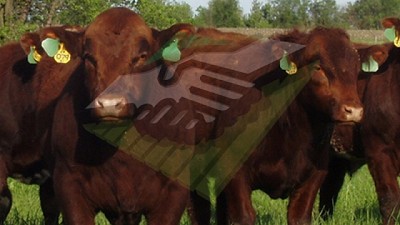 Agroindustria difundió el informe sobre stock bovino