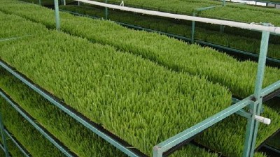 El forraje hidropónico se convierte en una buena opción para la pequeña ganadería