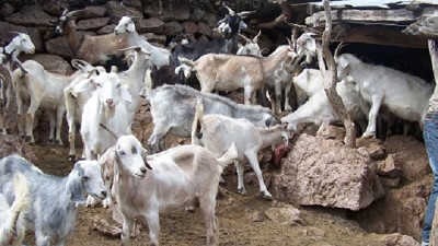 En San Luis, descubren una maleza tóxica que afecta al ganado caprino