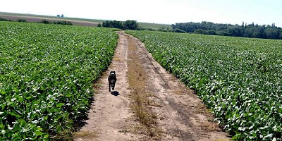Se declaró la emergencia agropecuaria en La Pampa y Catamarca
