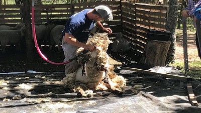 La Provincia aprueba 34 proyectos ovinos por más de $20 millones