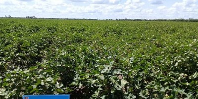 Algodón: desarrollan tres nuevas variedades de alta calidad