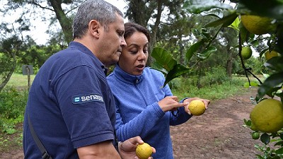 Campaña de monitoreo intensivo para la prevención del HLB en Salta