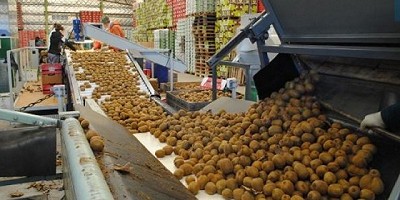Por primera vez, la Argentina exporta kiwi amarillo orgánico a Europa