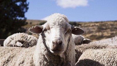 Buenos Aires: aprueban 34 proyectos ovinos por más de $20 milones