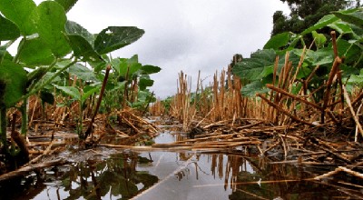 Las cosechadoras vuelven a los lotes en Chaco en una batalla contrarreloj - GEA - BCR
