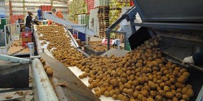 Por primera vez, la Argentina exporta kiwi amarillo orgánico a Europa
