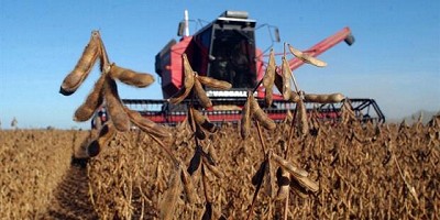 Buen clima y excelentes rindes elevan la proyección de soja a 56 millones de toneladas