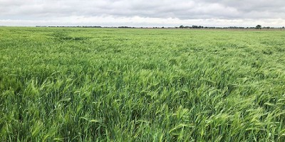 Trinidad: La Diosa que cambia paradigmas