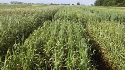 Aparecen tres nuevas variedades del triticale forrajero