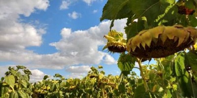 Lanzan híbrido de girasol con genes de resistencia a herbicidas