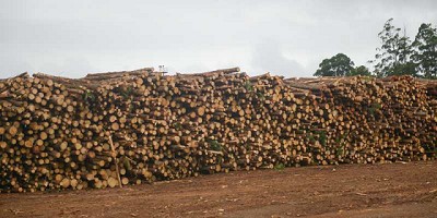 Agroindustria convoca a exportadores de productos de base forestal a participar del Seminario 