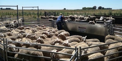 Seis firmas exportadoras compraron 80 mil kilos de lana bonaerense 