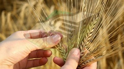 Monitoreo de plagas en el cultivo de Trigo