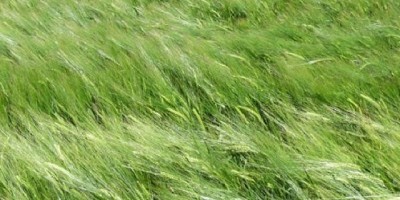 Pautas para decidir qué cebada cervecera sembrar