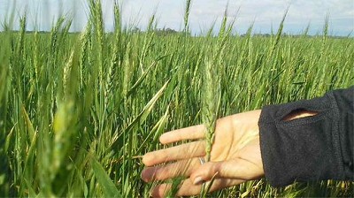 Una Córdoba VERDE preparada para producir y agroindustializar; por Sergio Busso 