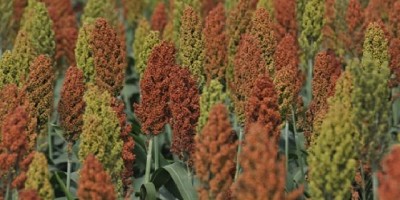 El sorgo gana protagonismo en las dietas ganaderas 