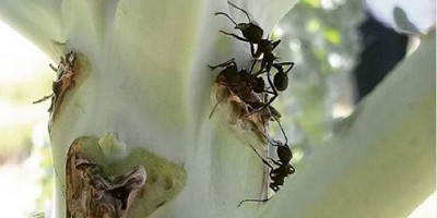 Cómo alejar a las hormigas negras de las huertas y jardines 