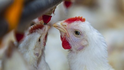 Se renueva el Registro Nacional de Multiplicadores e Incubadores Avícolas