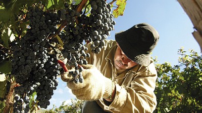 Nuevos protocolos de calidad que fortalecen a las economías regionales