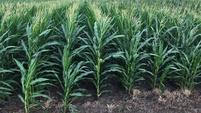 Maíz 2019/2020: se estima un 10% más de siembra y 1 millón t más que este año