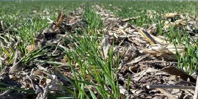 Trigo: cómo planificar una estrategia de siembra eficiente