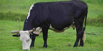 Impuesto a las carnes rojas para salvar el planeta y la salud