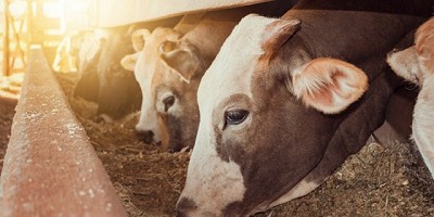 Brasil confirmó su caso de “vaca loca” en Mato Grosso