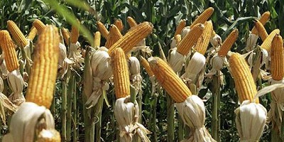 La lenta descarga de maíz afianza su valor