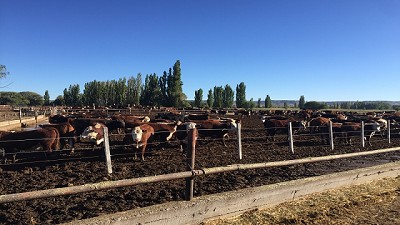 Avanza la implementación de un cluster ganadero en Chubut