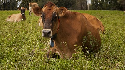 La Argentina no registra casos de encefalopatía espongiforme bovina