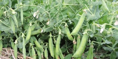 Arvejas, un buen complemento para las producciones mixtas