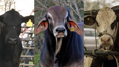 Apuntando a la mejor genética