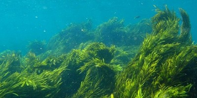 Investigadores encuentran que las algas ayudan a atrapar dióxido de carbono en los sedimentos