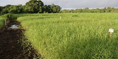 Tangola: la pastura capaz de enfrentar los anegamientos