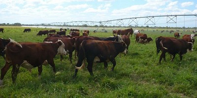 Tecnología disruptiva en carnes: cómo podría afectar a la Argentina