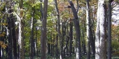 Entender el clima futuro a partir de las interacciones entre árboles y hongos