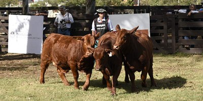 Ventas de la 50° Nacional de Brangus