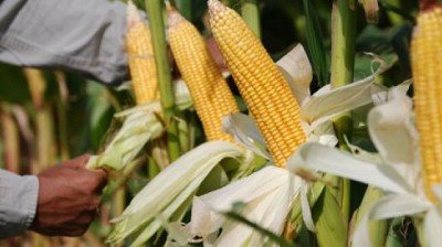 En el sudeste de Córdoba, comienzan a pedir heladas
