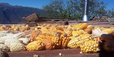 Estimulan el uso de biomasa para el consumo eficiente de leña en Jujuy