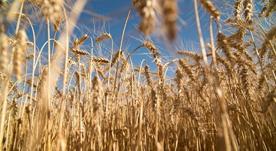 El trigo nuevo va por 7 M de ha, el maíz rompe la barrera de los 50 Mt, pero la soja cae medio Mt 