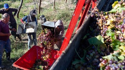 Presentan prototipo para la cosecha de los viñedos