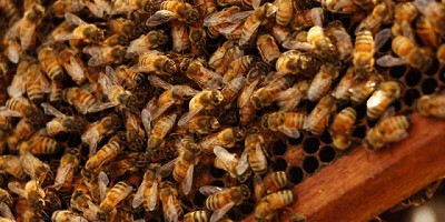 Abejas bonaerenses polinizan cultivos de arándanos en Tucumán