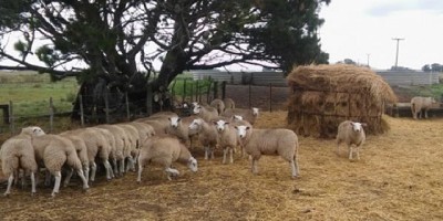 Ovinos: seleccionan genotipos con resistencia a parásitos