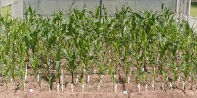 Tecnología que acelera el desarrollo de nuevas líneas de maíz 