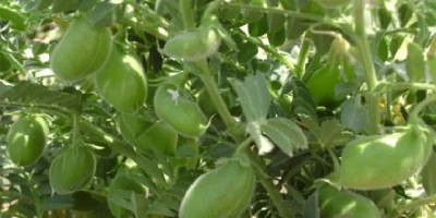 Garbanzos: la importancia de elegir semilla certificada