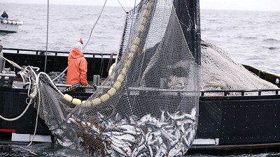 Buscan fortalecer las medidas de reducción de la captura incidental en las pesquerías