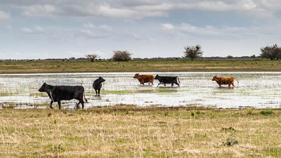 Medidas sanitarias preventivas a tener en cuenta luego de las intensas lluvias
