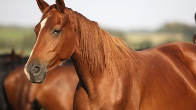 Recomendaciones de control y prevención de la anemia infecciosa equina