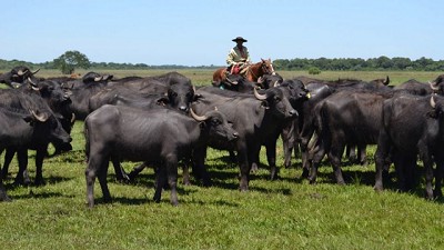 El Búfalo está listo para conquistar campos y lechería en Argentina; con C. Noguera – Lácteos La Delfina